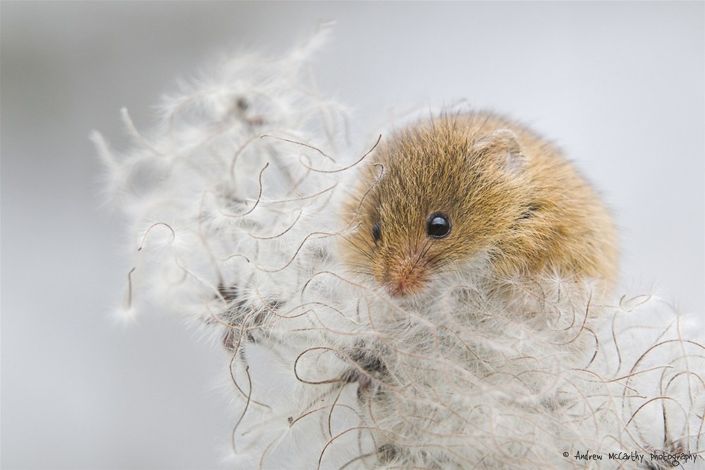 bbc-countryfile-calendar-finalist-2014-andrew-mccarthy-photography