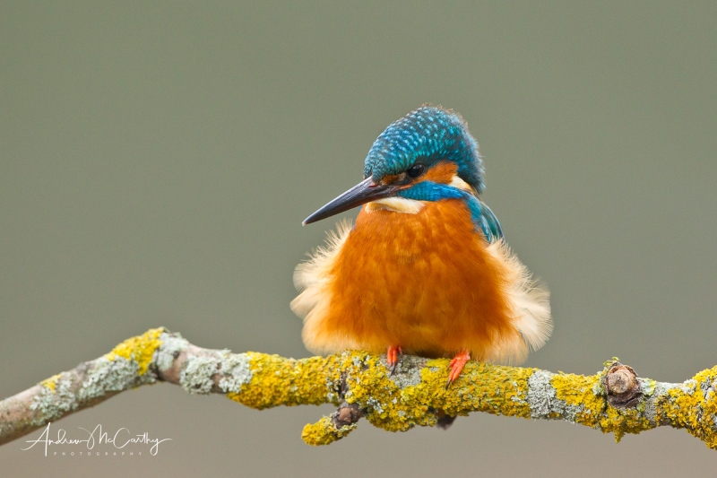 kingfisher-5
