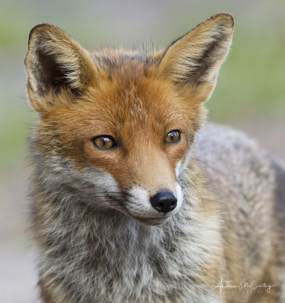 fox-4