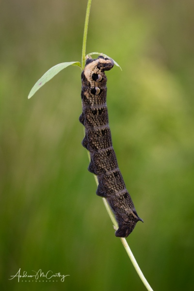 elephant-hawn-moth-caperpillar