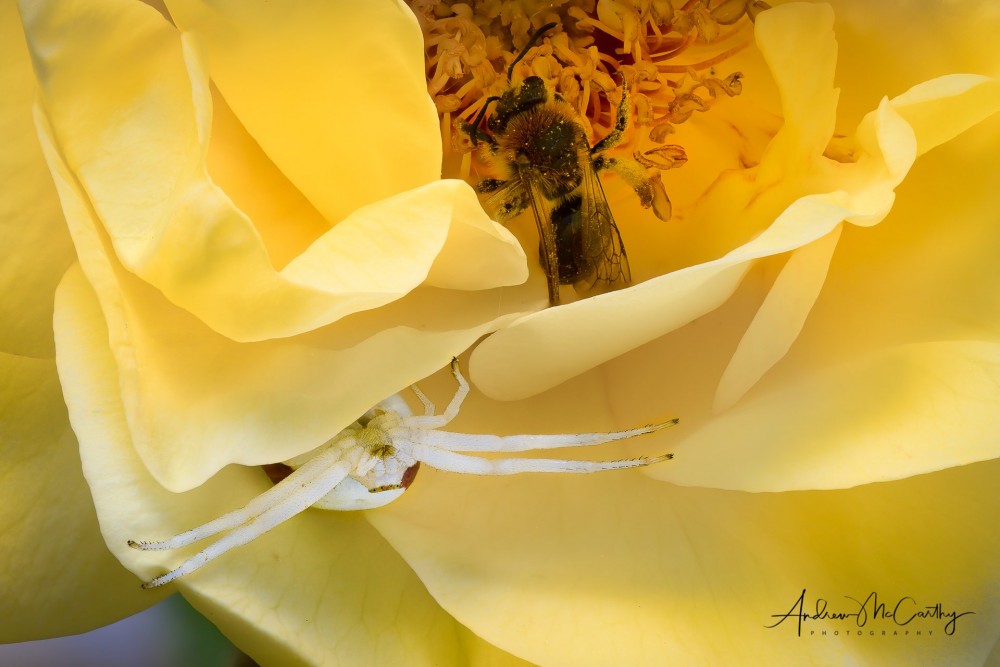 McCarthy_Andrew_Crab_spider-1-of-1