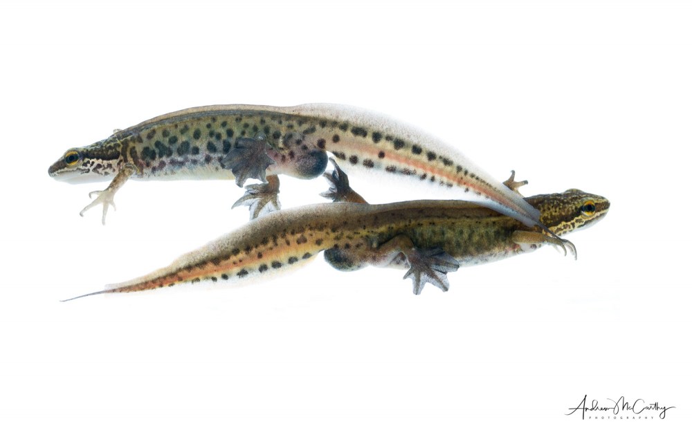 palmate-newts