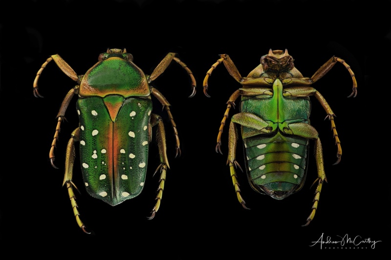 Beetle-composite