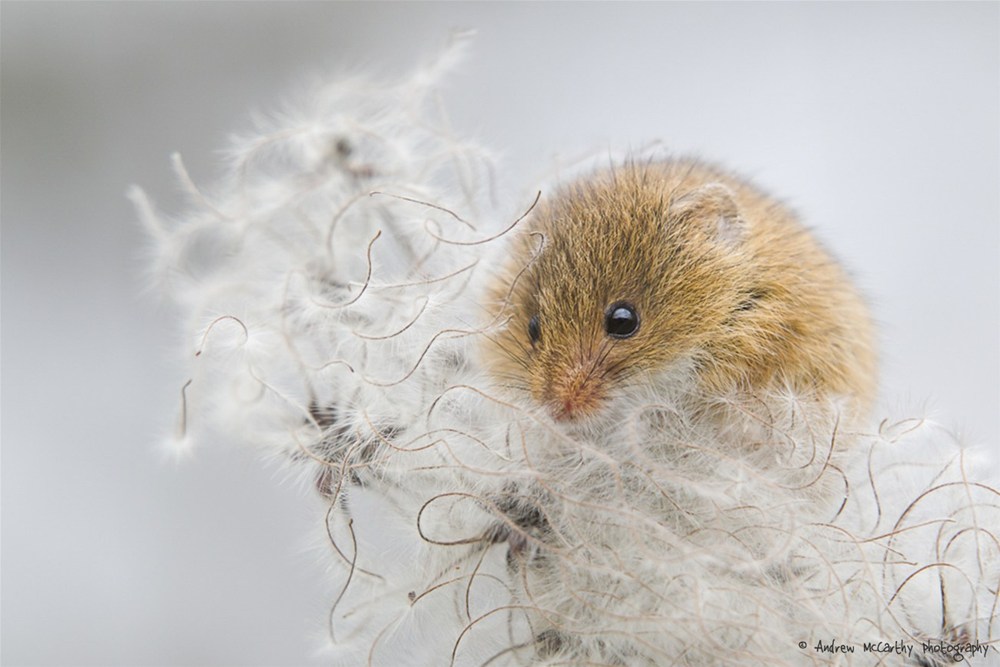 BBC Countryfile Calendar Finalist 2014 Andrew McCarthy Photography