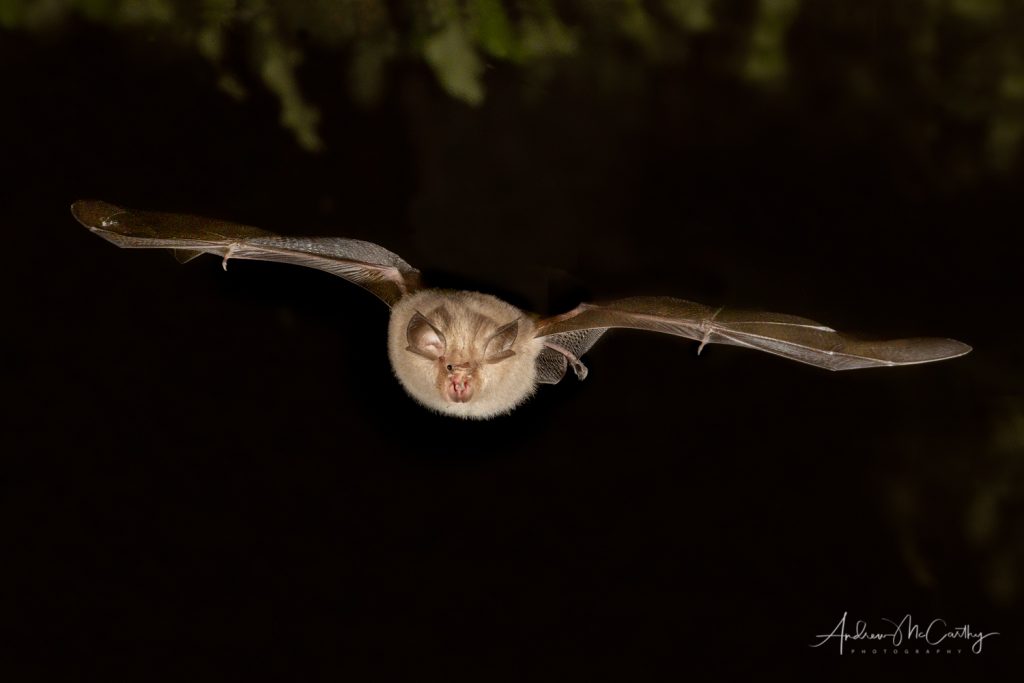 lesser-horseshoe-bat-roost-exit-woodshed-devon