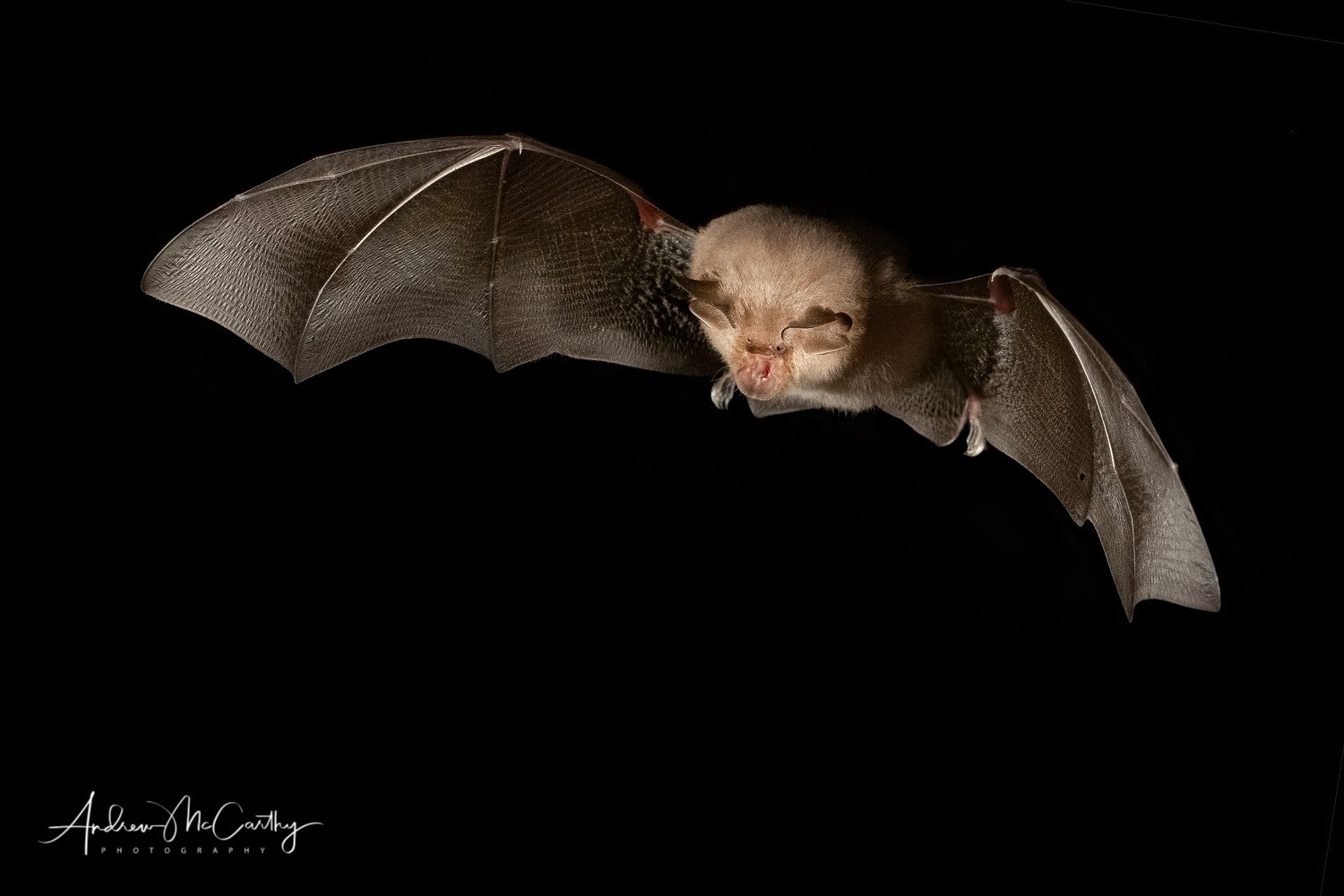 Bats in flight Andrew McCarthy Photography