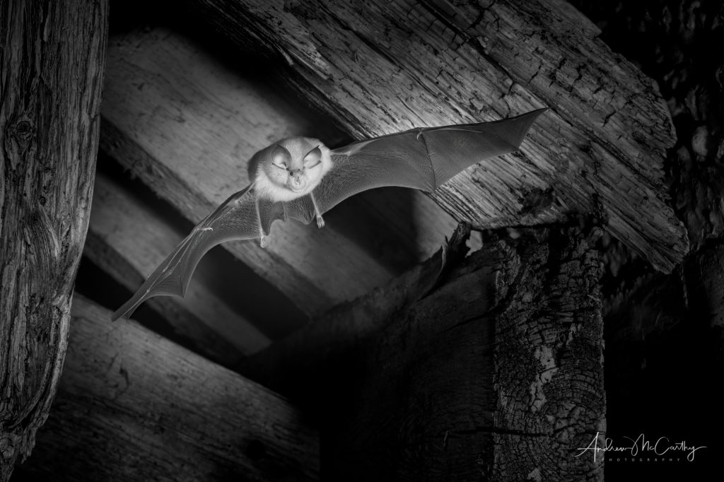lesser-horseshoe-bat-barn-roost-exit-infra-red-devon