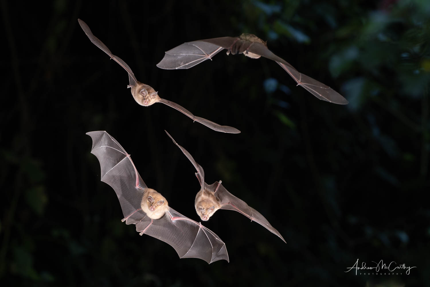 Photographing Bats In Flight With Sabre Andrew Mccarthy Photography