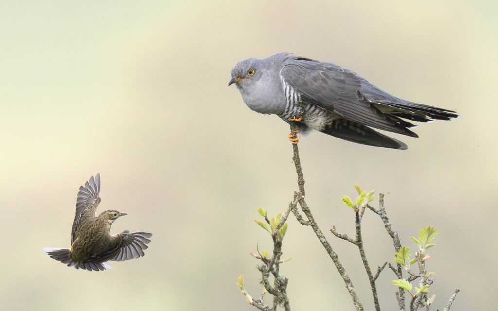 cuckoo-meadow-pipite-face-off-dartmoor-uk