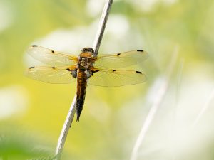 1-day insect workshop 18 July 2025 Devon