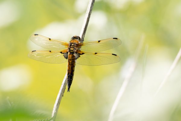 1-day insect workshop 18 July 2025 Devon