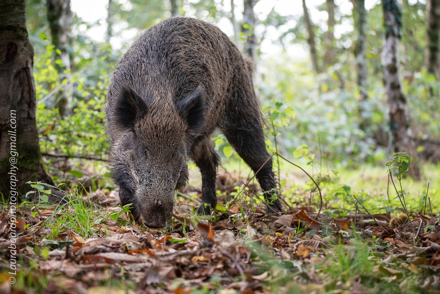 191010_WildlifeC__LBF7803-Edit