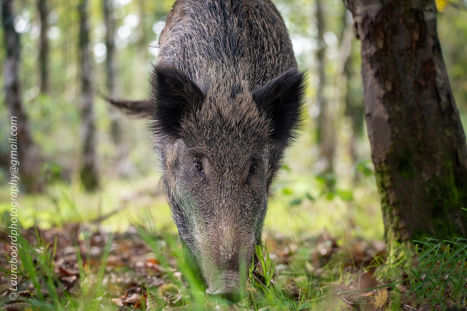 191010_WildlifeC__LBF7811-Edit