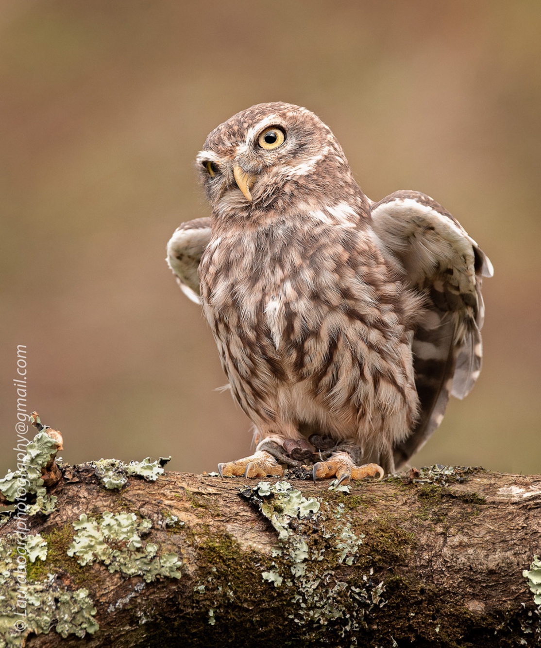 191010_WildlifeC__LBF8109-Edit