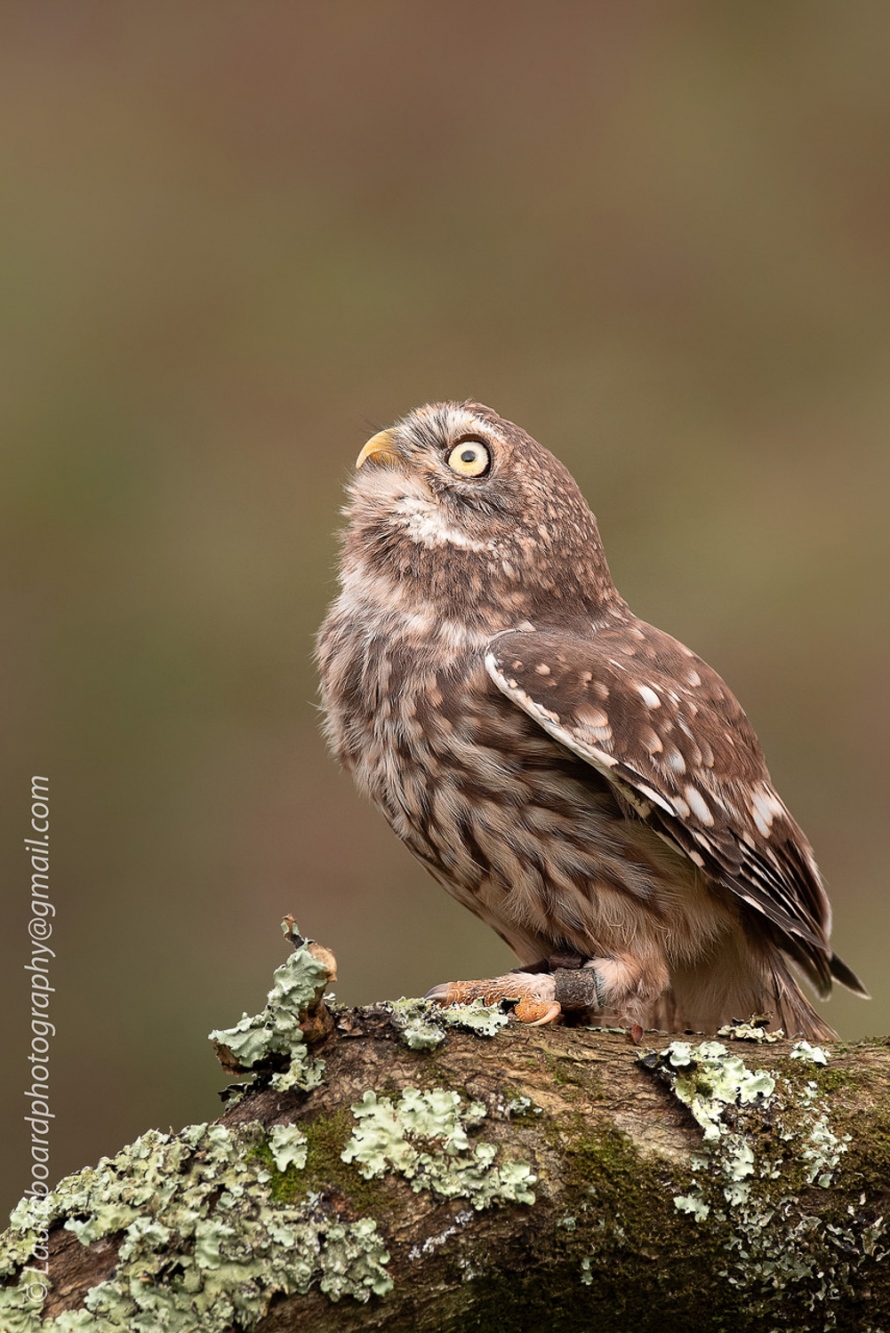 191010_WildlifeC__LBF8116._PSB_Linked