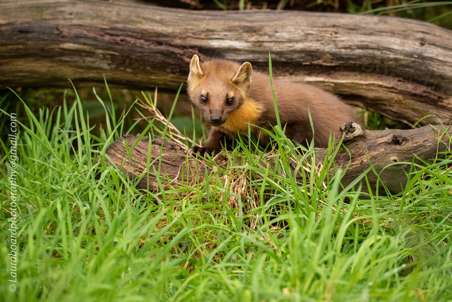 191010_WildlifeC__LBF8746_PSB_Linked