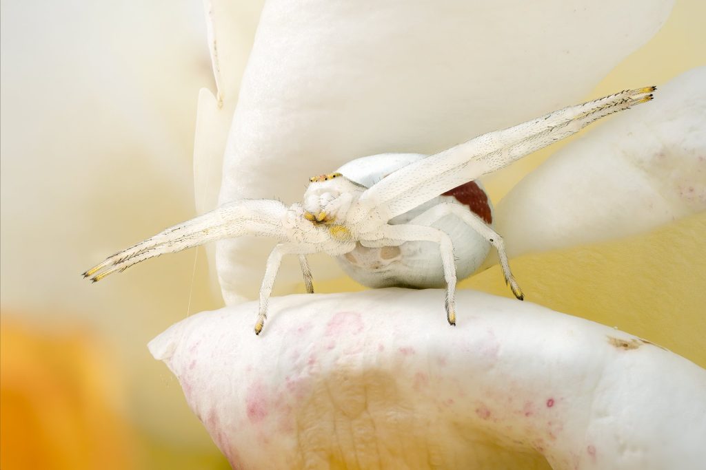 1_McCarthy_Andrew_Crab_spider-1-of-1