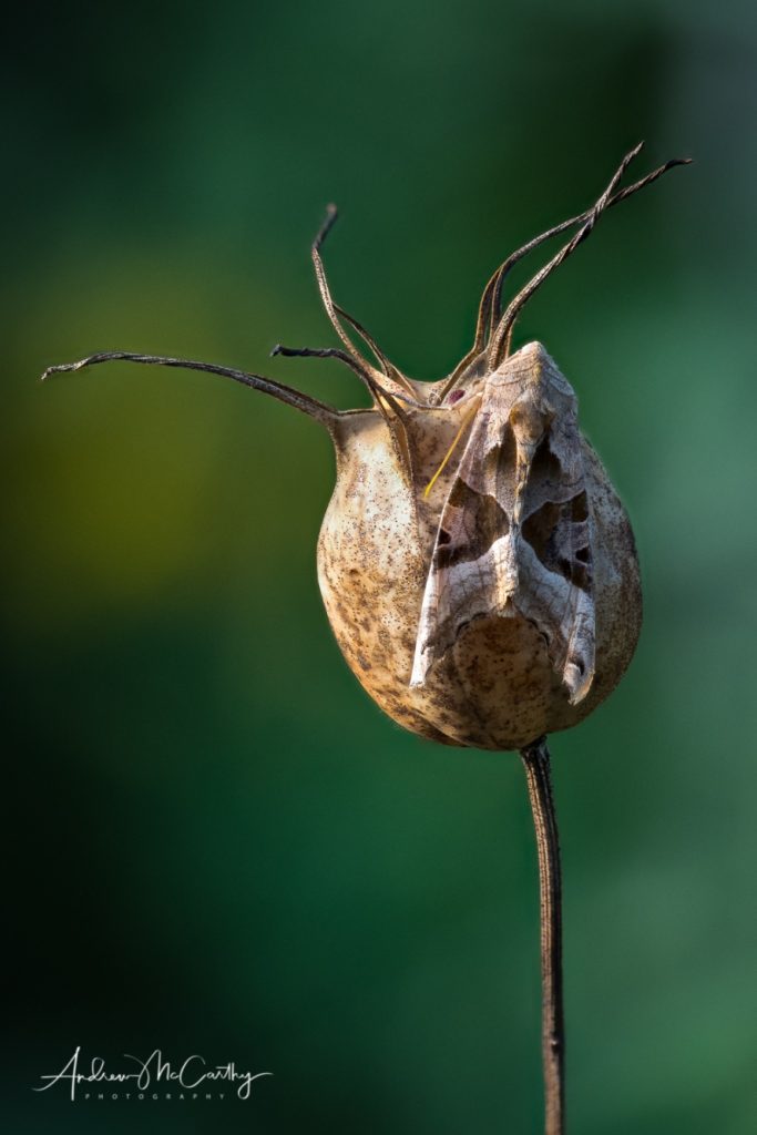 2017-09-05-21-35-44-C-Edit