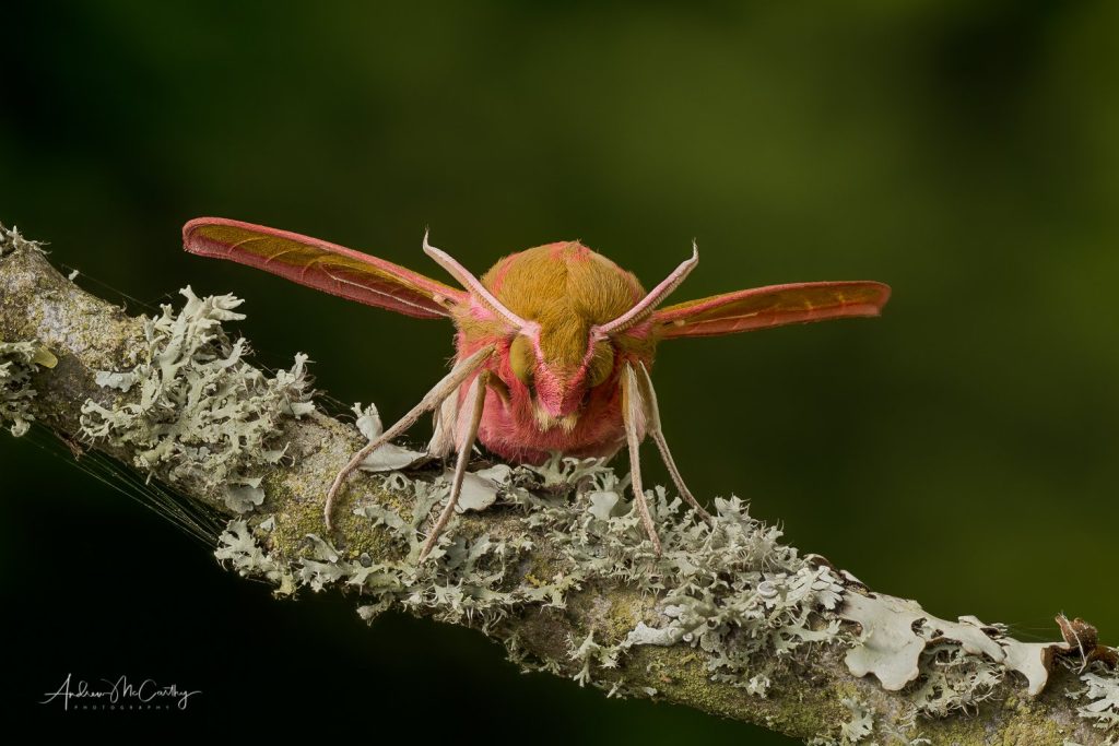 2020-06-21-17-29-25-ARadius8Smoothing4-Edit