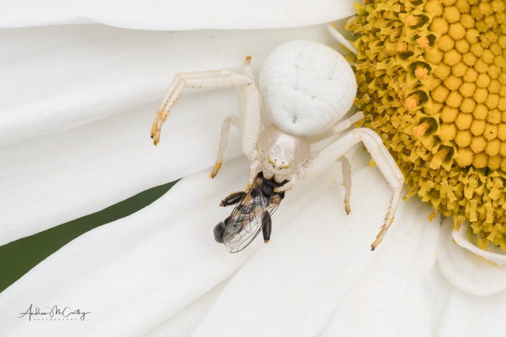 2021-07-26-07-47-28-ARadius8Smoothing4