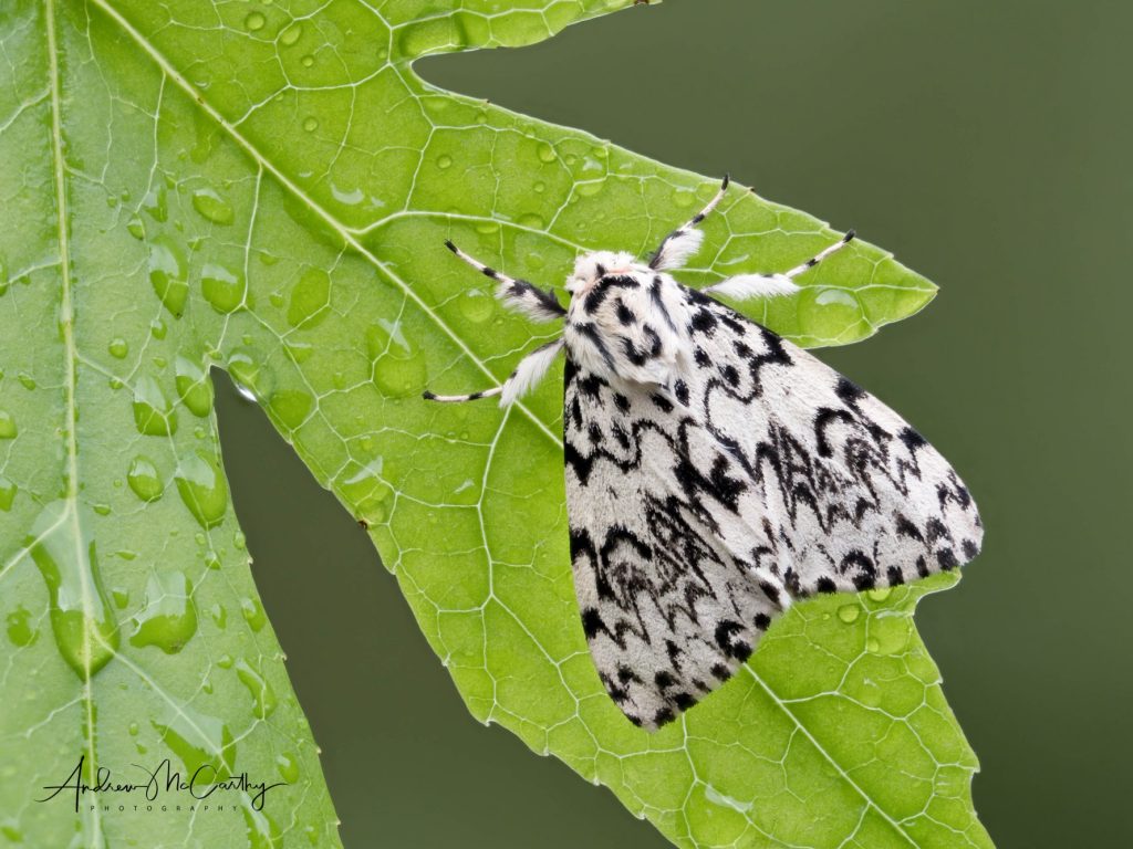 2021-07-28-19-08-34-CSmoothing4-finished