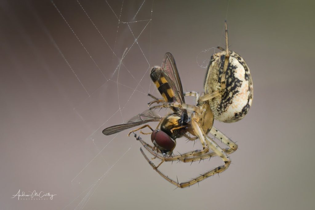 2021-09-16-18-45-57-BRadius8Smoothing4-Edit-2