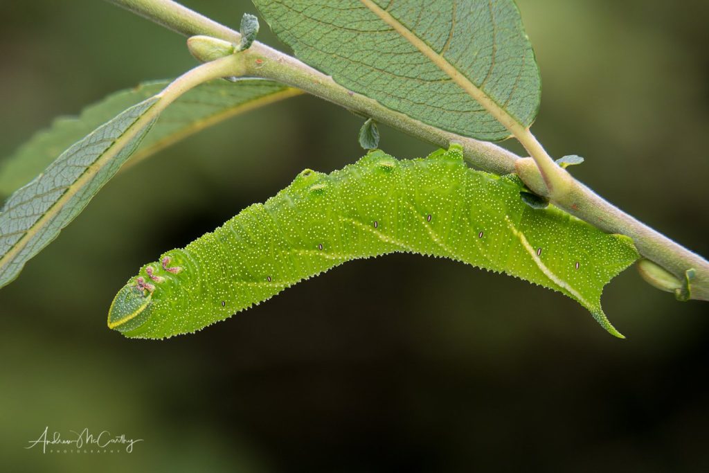 2021-12-21-12-10-10-ARadius8Smoothing4-Edit