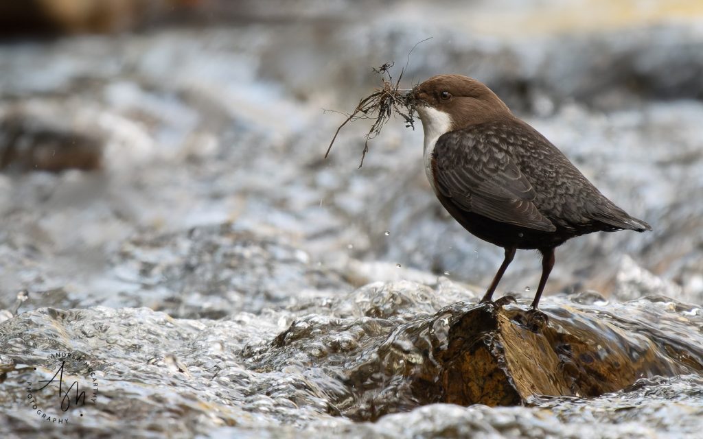 3023076-ORF_DxO_DeepPRIME-Edit