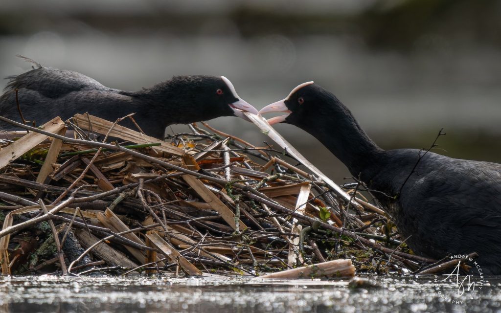 3223331-ORF_DxO_DeepPRIME-Edit