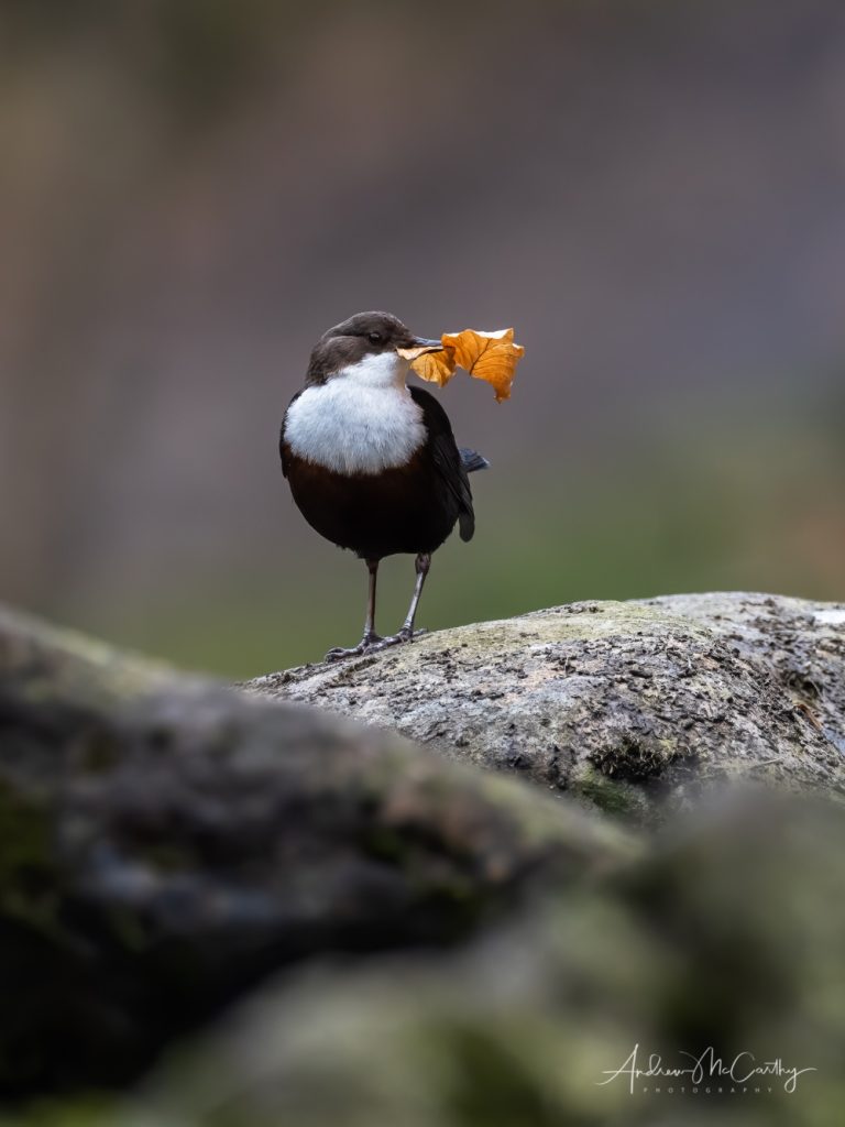 4130287-EditTopazNoiseAI