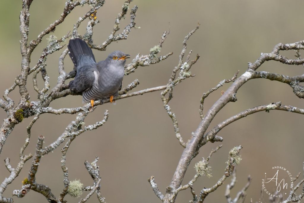 4282262-ORF_DxO_DeepPRIME-2-Edit