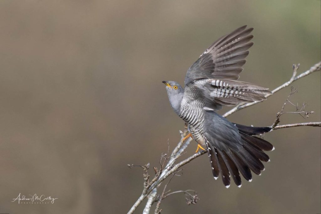 4282462-ORF_DxO_DeepPRIME-Edit