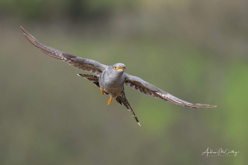 4282748-ORF_DxO_DeepPRIME-Edit