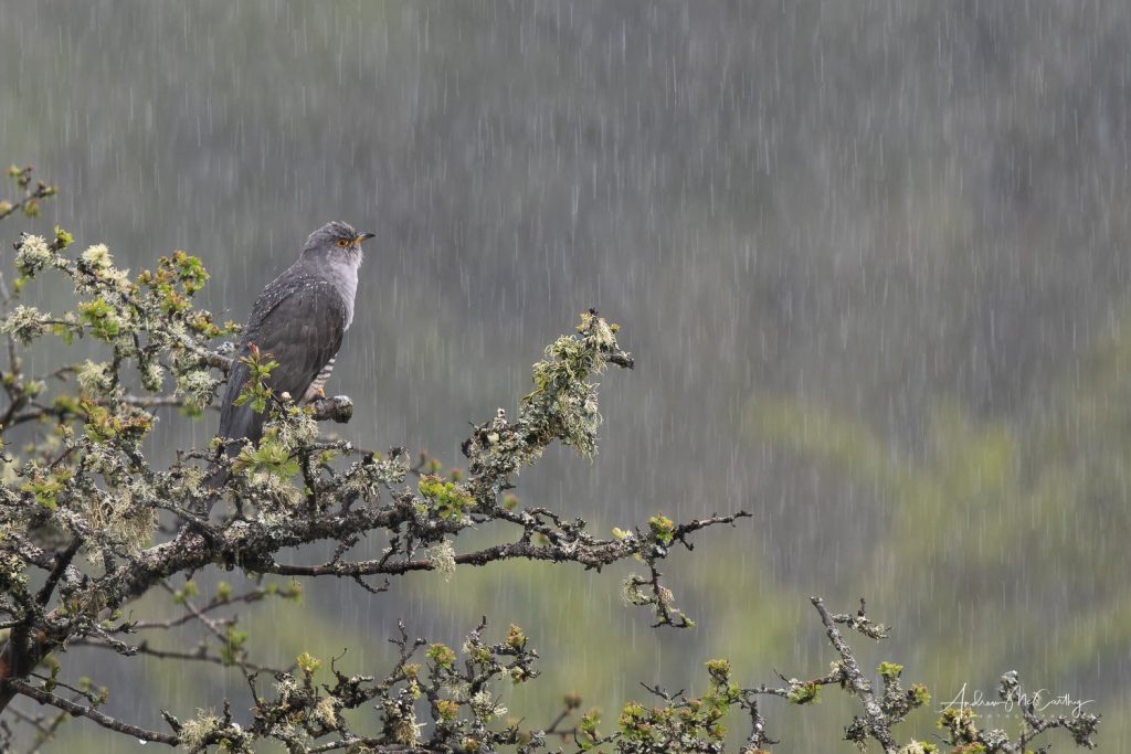 5053666-ORF_DxO_DeepPRIME-Edit