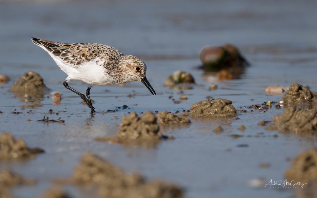 5264774-Enhanced-NR-Edit