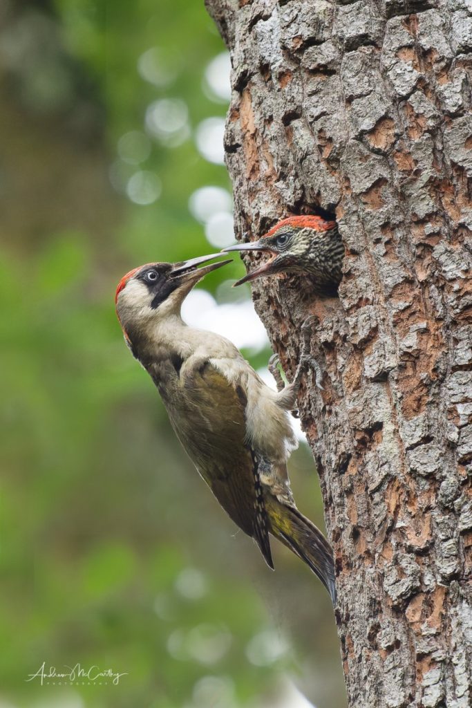 6097580-ORF_DxO_DeepPRIME-Edit