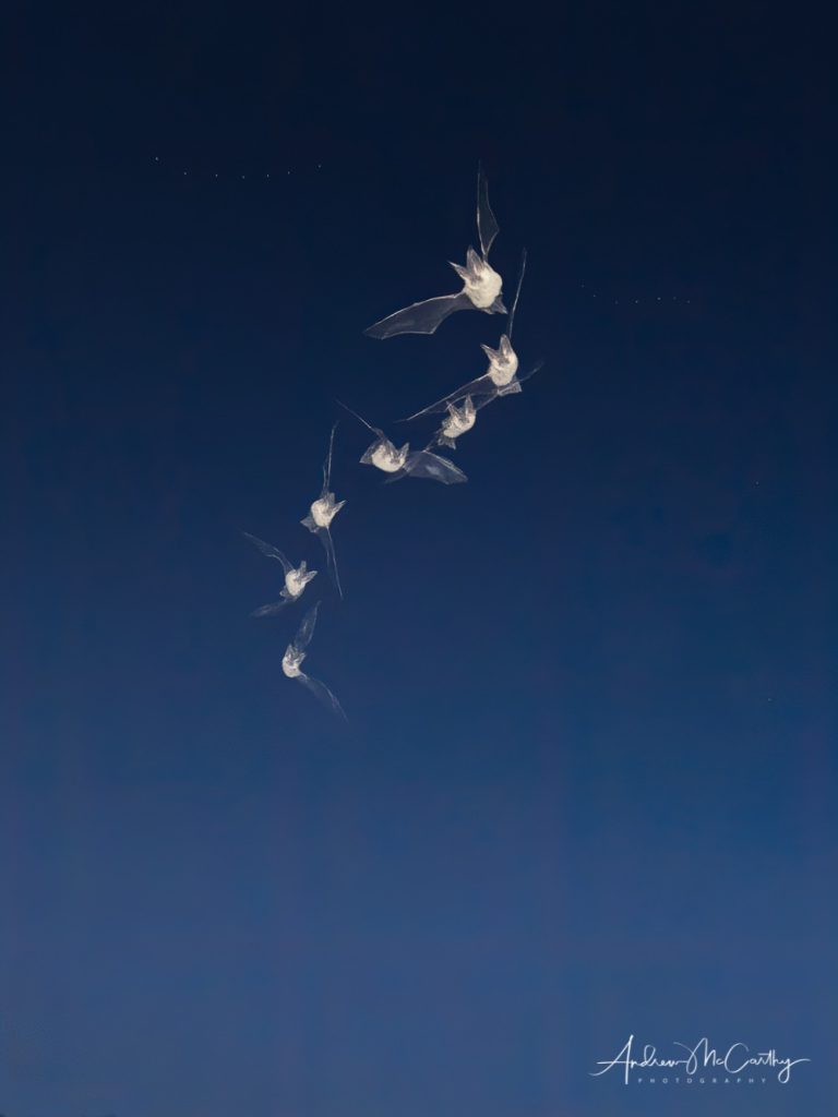 6240113-gigapixel-scale-2_00x-Edit