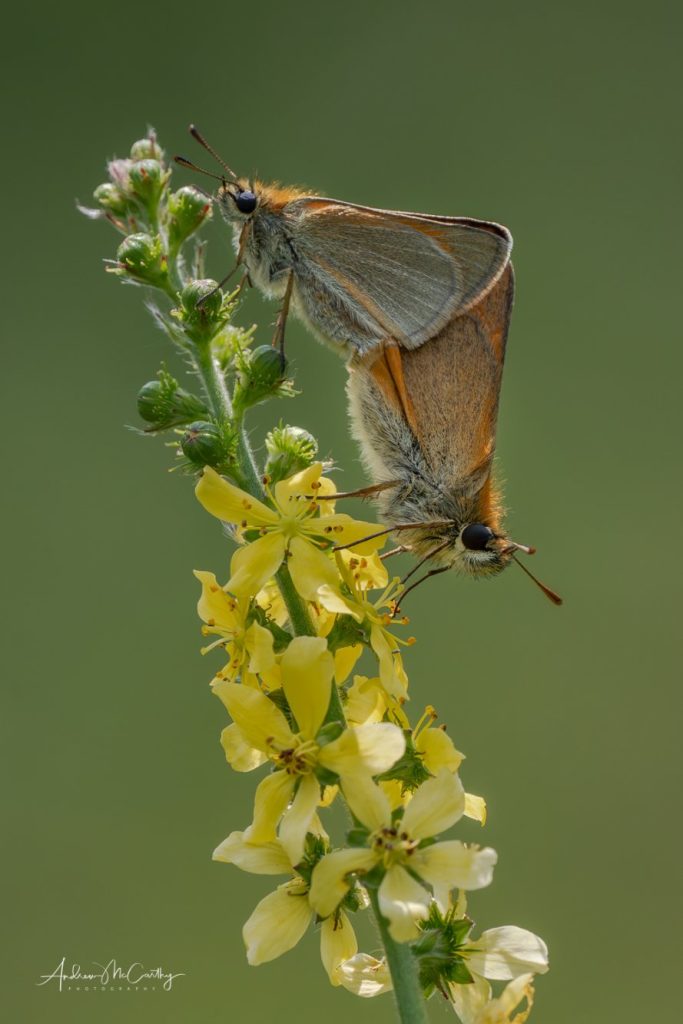 6296004-Enhanced-NR-Edit-no-crop