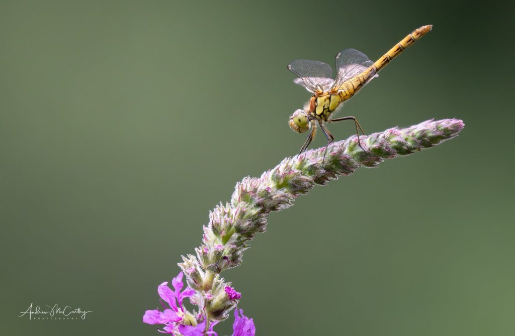 7196823-Enhanced-NR-Edit-3x2