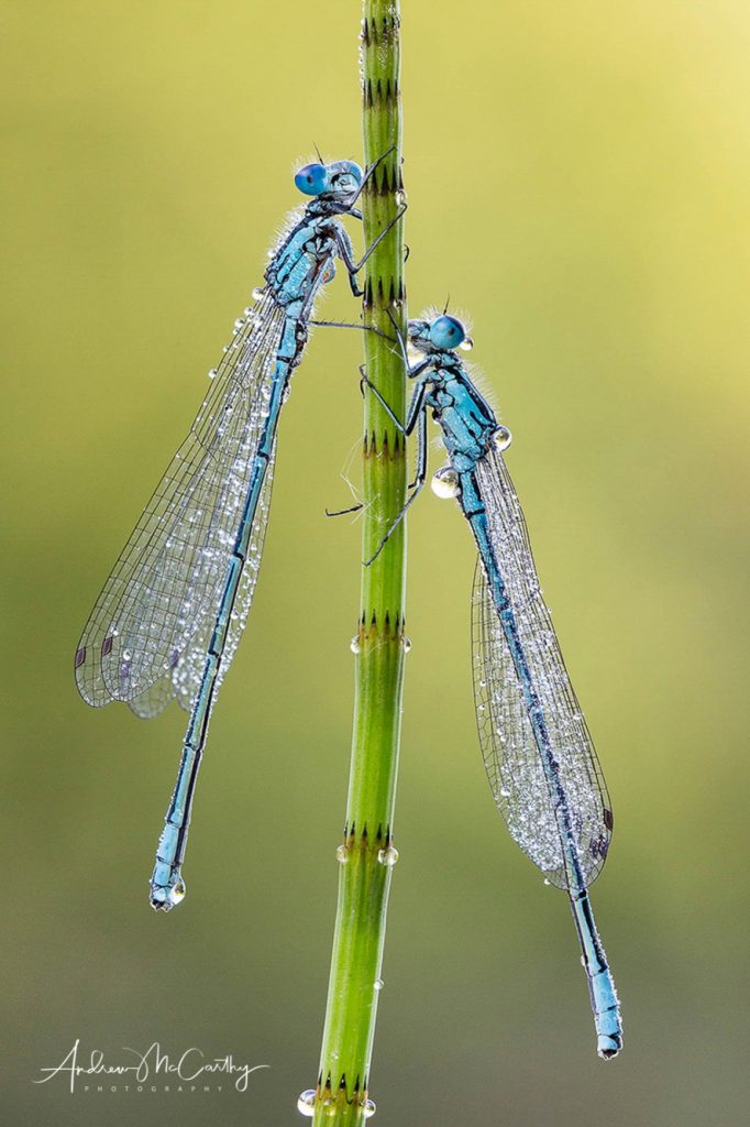 Azure-damselflies-2