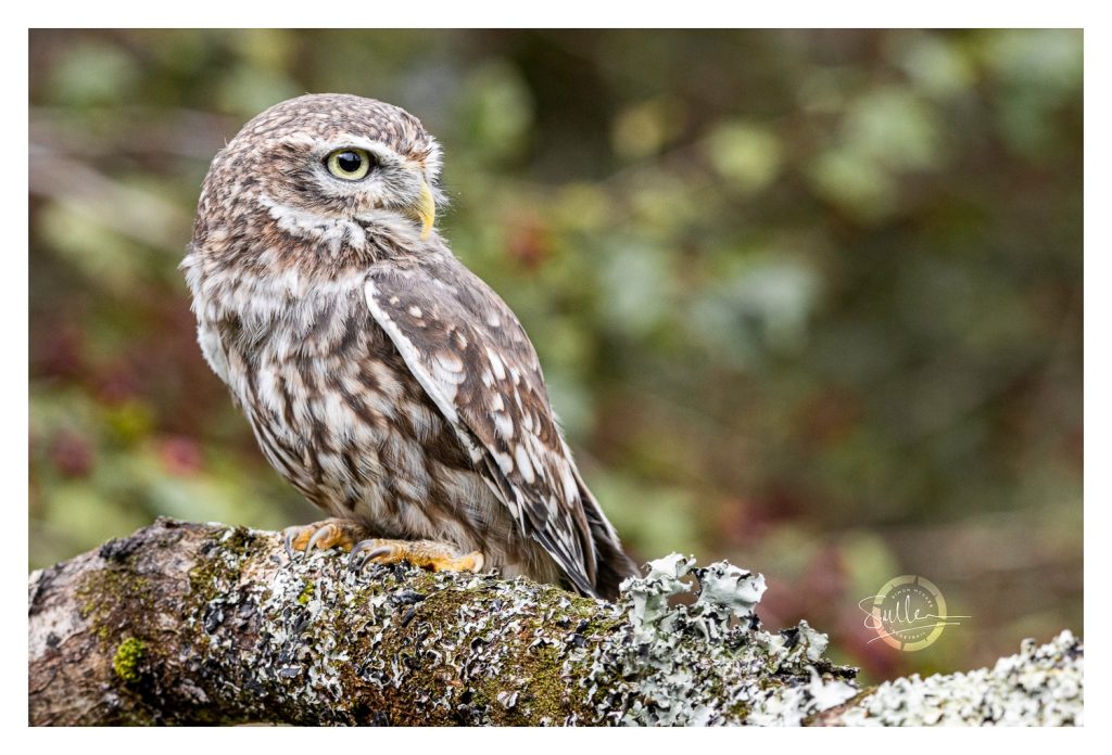 LITTLEOWL