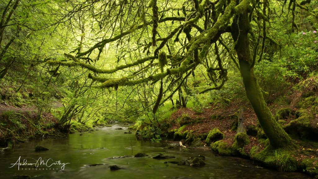 Lydford-Gorge-woods-1