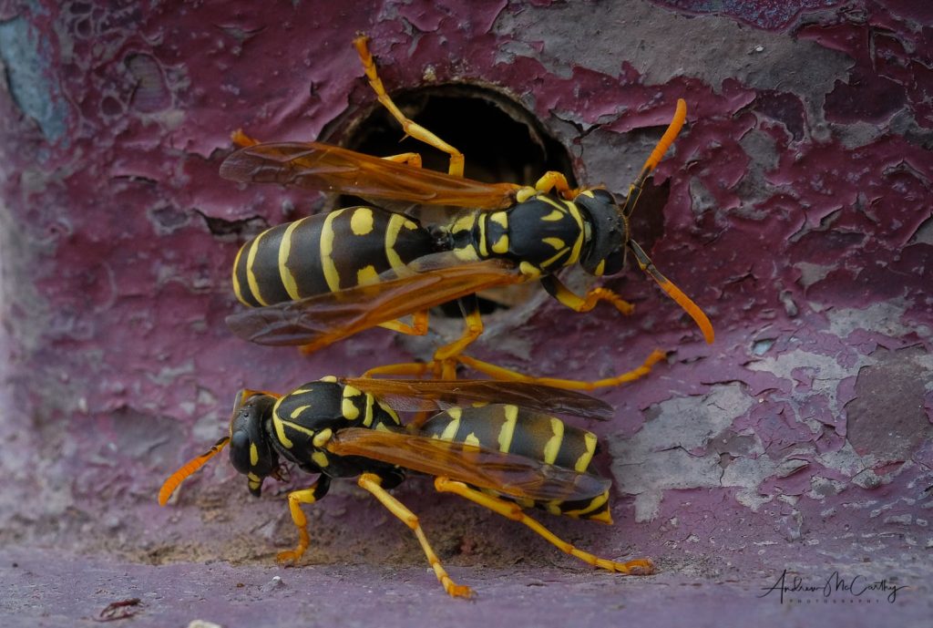 Social-wasps-Italy-1-of-1