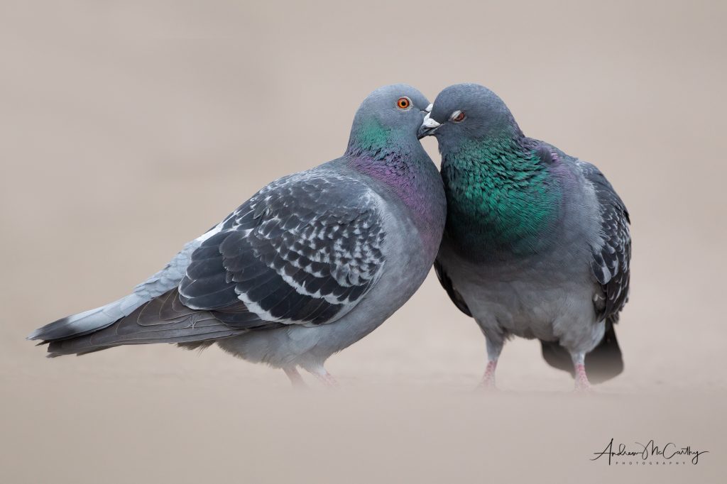 T9E1381TopazSharpenAI