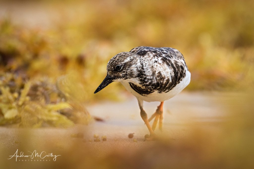 Turnstone-9-of-10-Edit