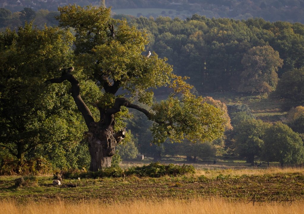 ancient-oak-Bradgate-Park