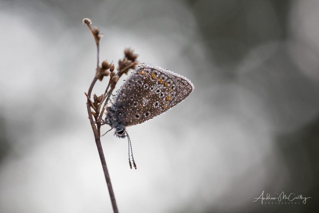 common-blue-in-dew