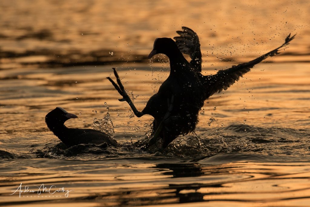 coot-fight