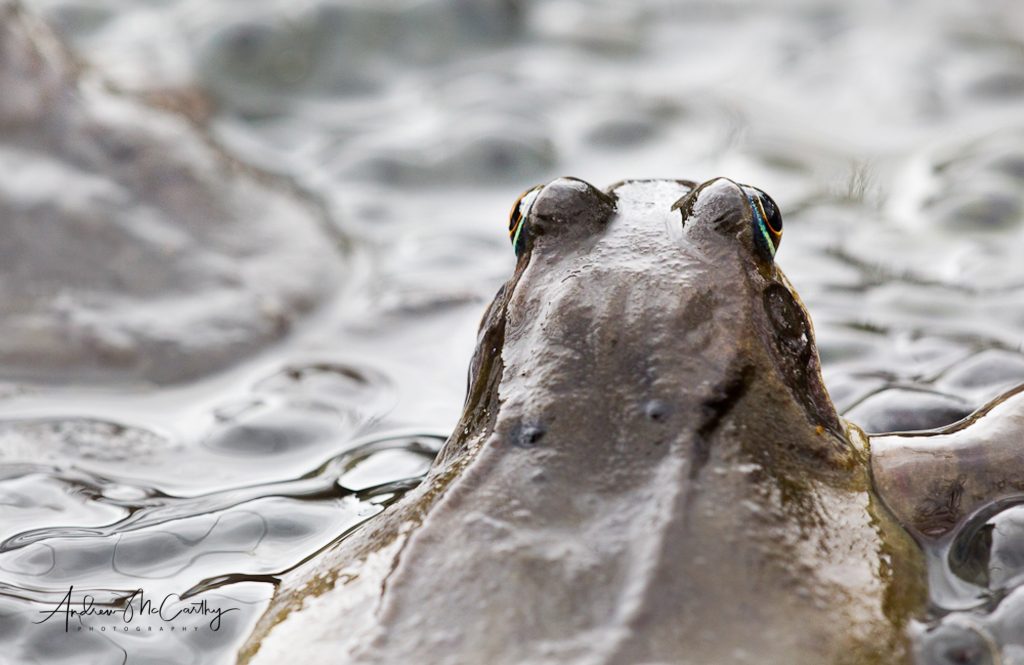 frogs-4