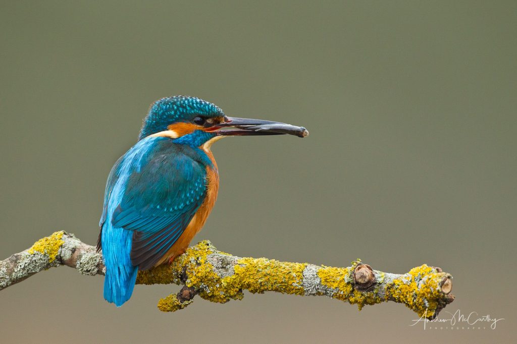 kingfisher